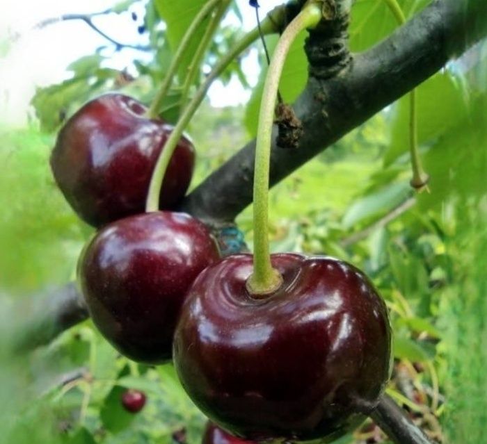 Cires (Soiul George )