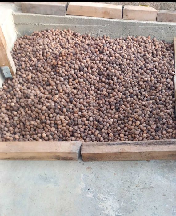 Van nuci din gradina proprie!