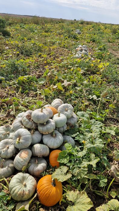 Vand dovleci placintari de copt Halloween