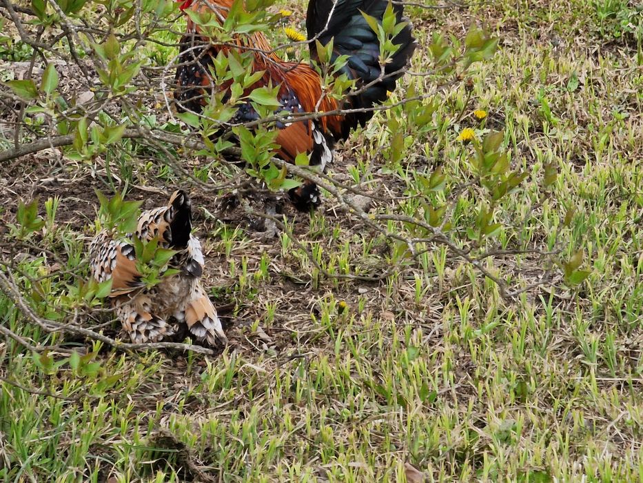 Ouă de vânzare gainuse mi de flori