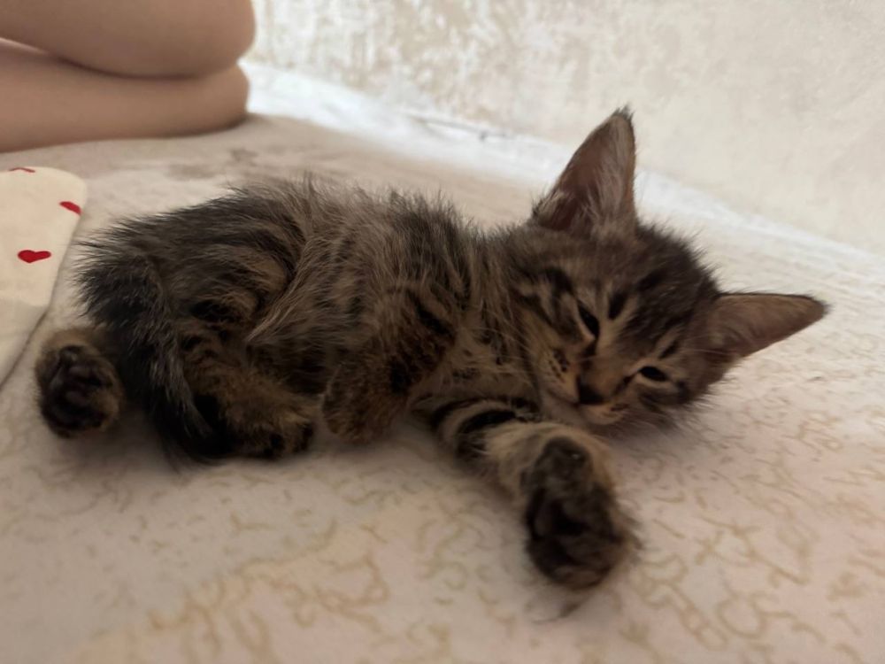 Кошка/кот/котёнок/домашний кот/mushuk/mushuk bolalari/mushukcha/mushum