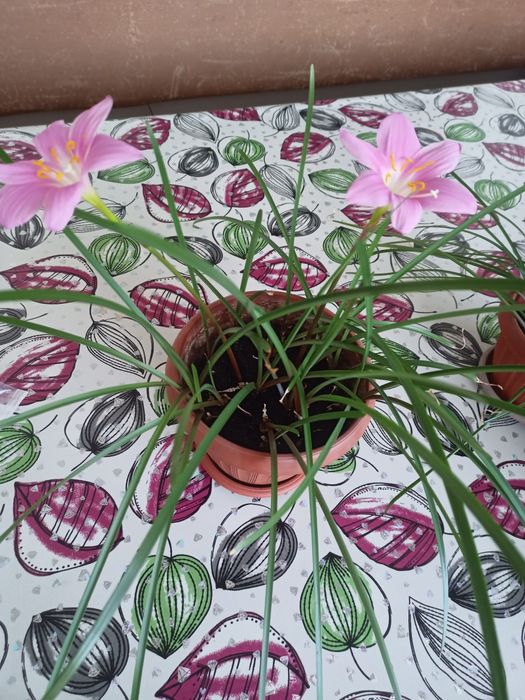 Продам выскочку розовую