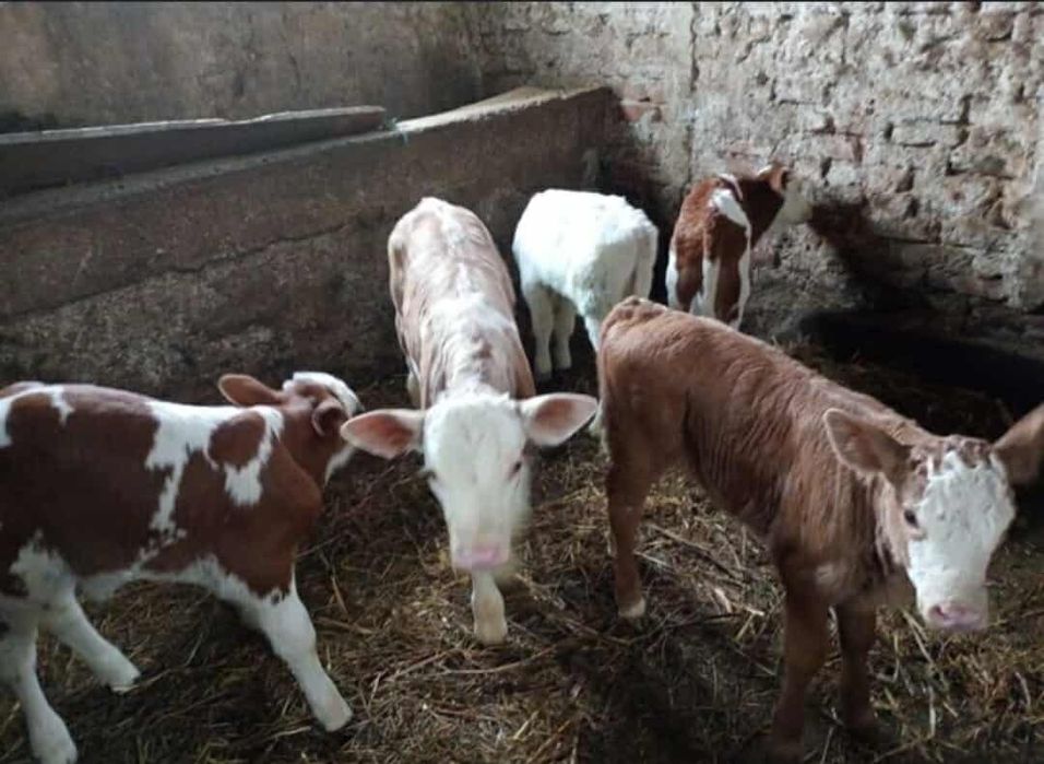 Vând  vitei diferite vârste