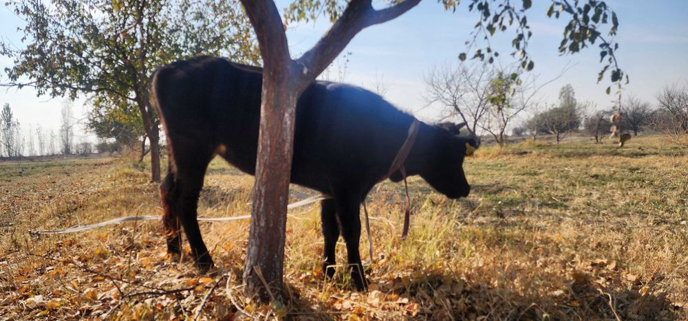 Новвос ва хунажин