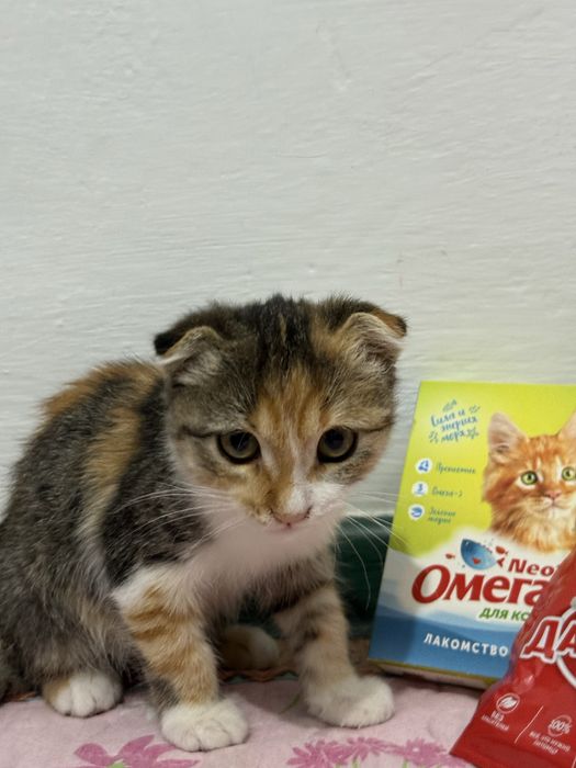 шотландский кот красивый