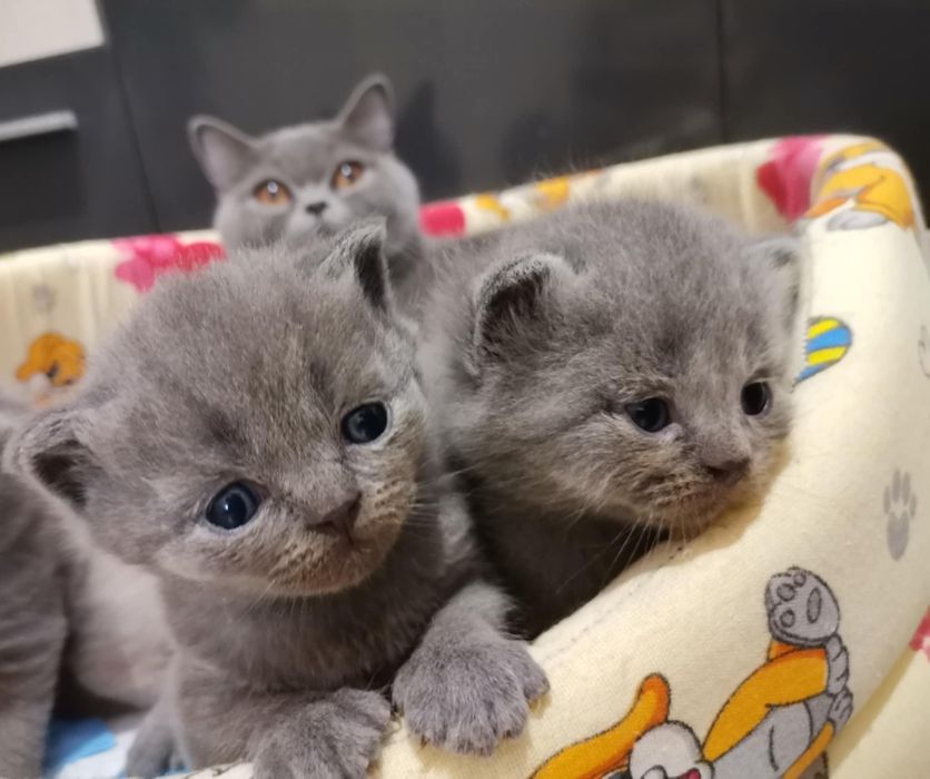 Pufos in cautare de iubire