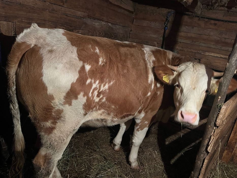 Junincă de vânzare