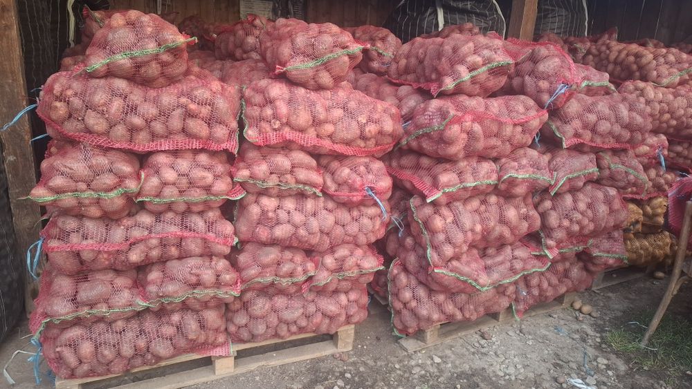 Cartofi consum roșu