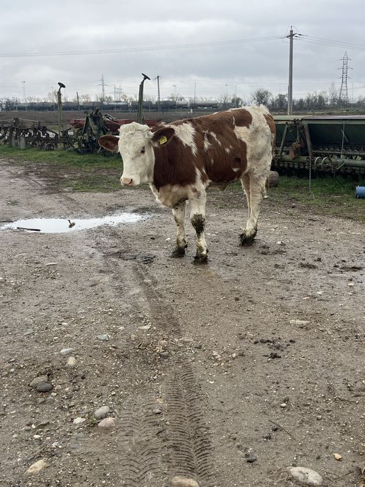 Vitea baltata romaneasca