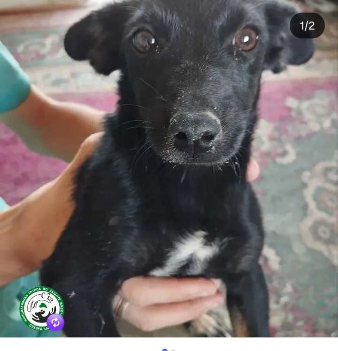 Отдам щенят девочки