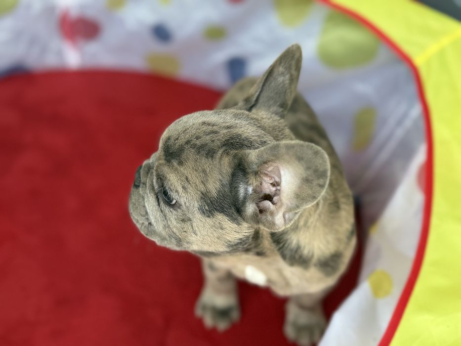 Bulldog Francez Merle 3 luni
