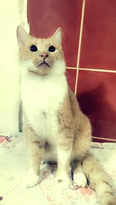 Bella și Pitic, mamă și fiu