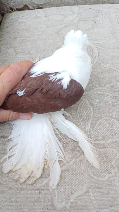 Продам голубеи. Породистых