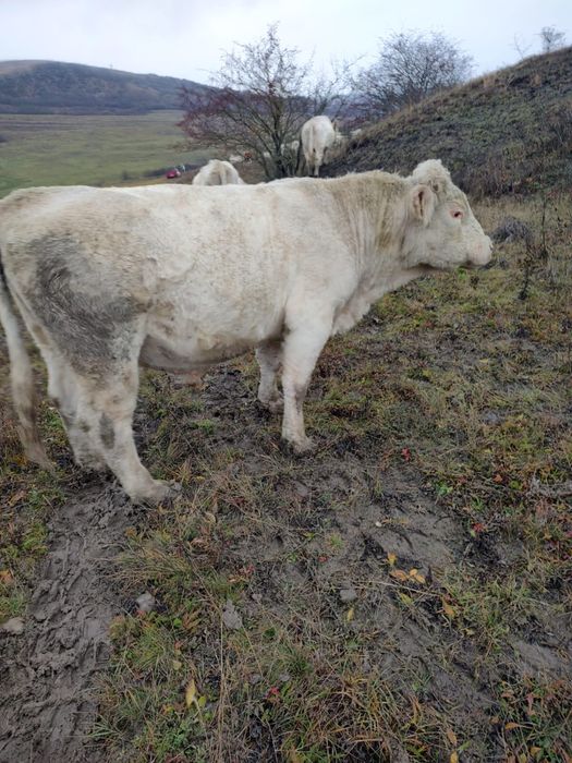 Taur rasa Charolaise , 2 ani