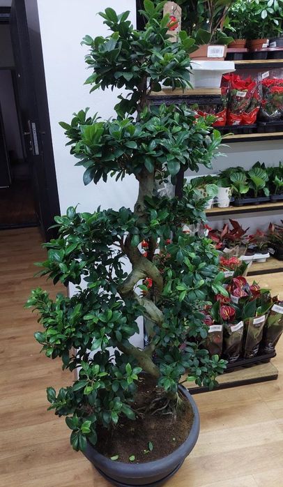 Дерево миллионера в наличии и на заказ (неделю)