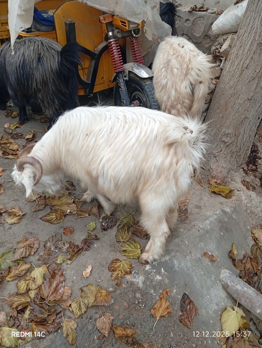 Бугоз экиззой эчкилар тезда сотилади хаммаси зур чиройли сифатли йош !