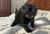 Британская веслоухая девочка,1.5 мес,окрач шеколадный,шикарный котенок