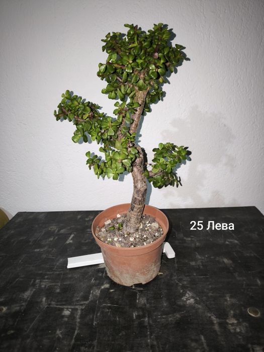 Портулакария Афра