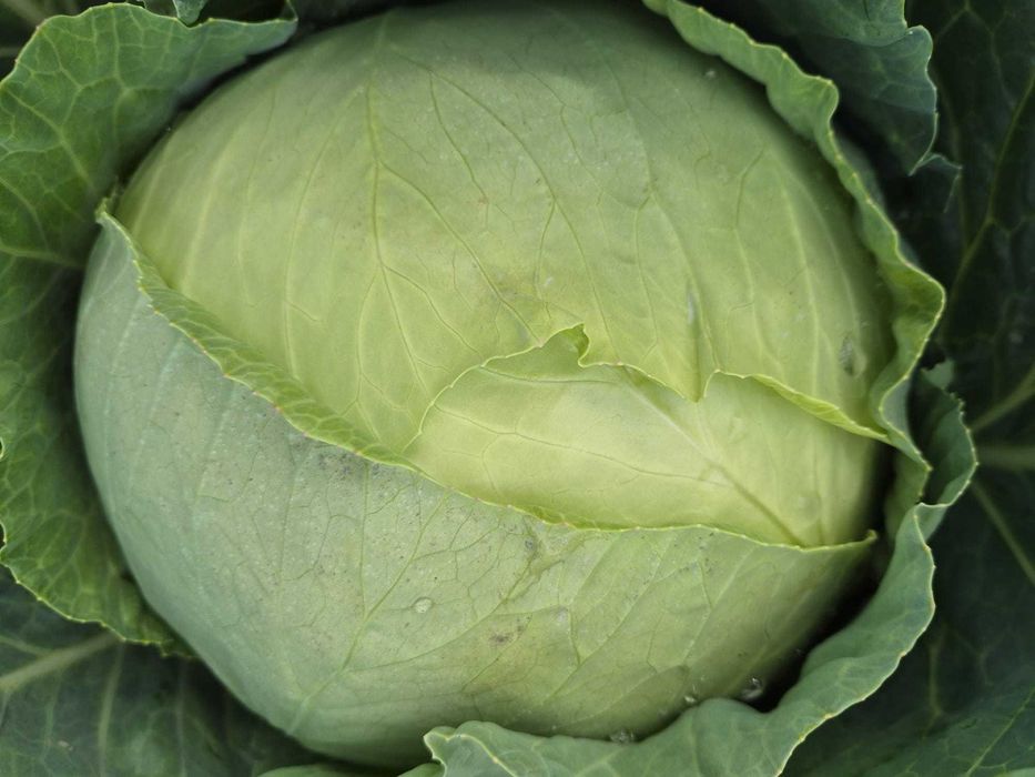 Varză de vânzare