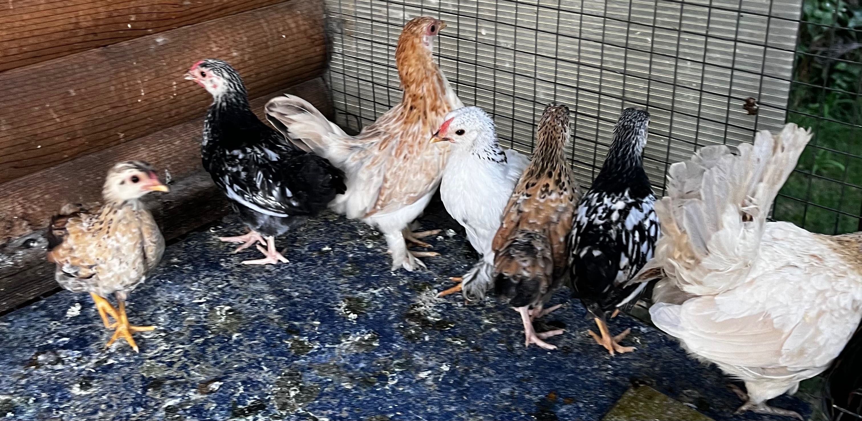 Продавам декоративни кокошки.