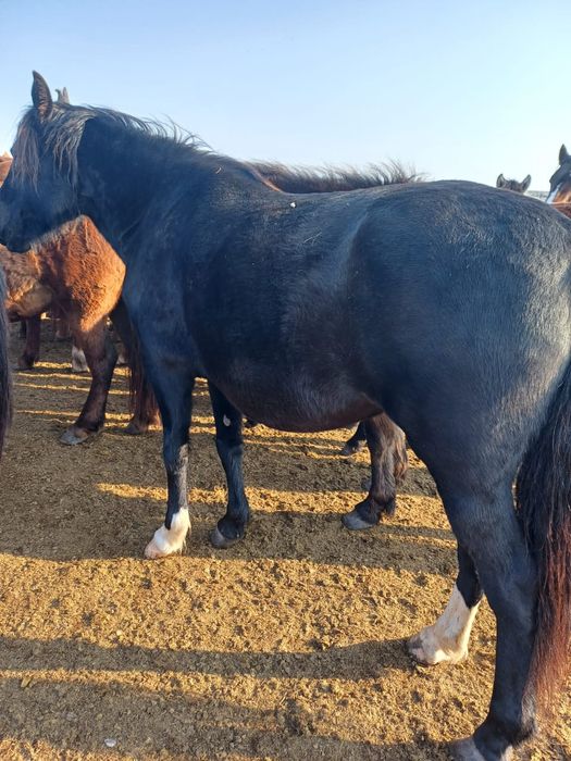 Продаетс лошадь кобыла