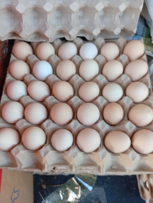 Продам яйца домашние