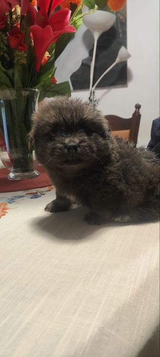 Donez cățel fetița și băiat, 2 luni