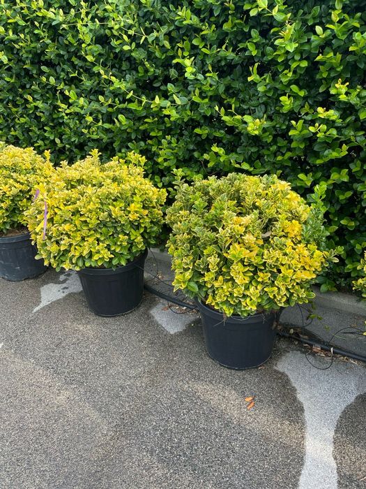 Loroptalum și Eunimus globular