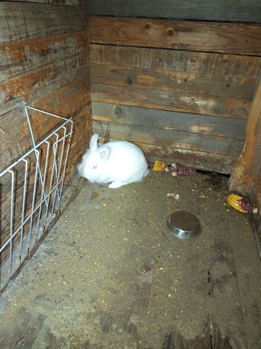 Schimb iepuroaca cap de leu