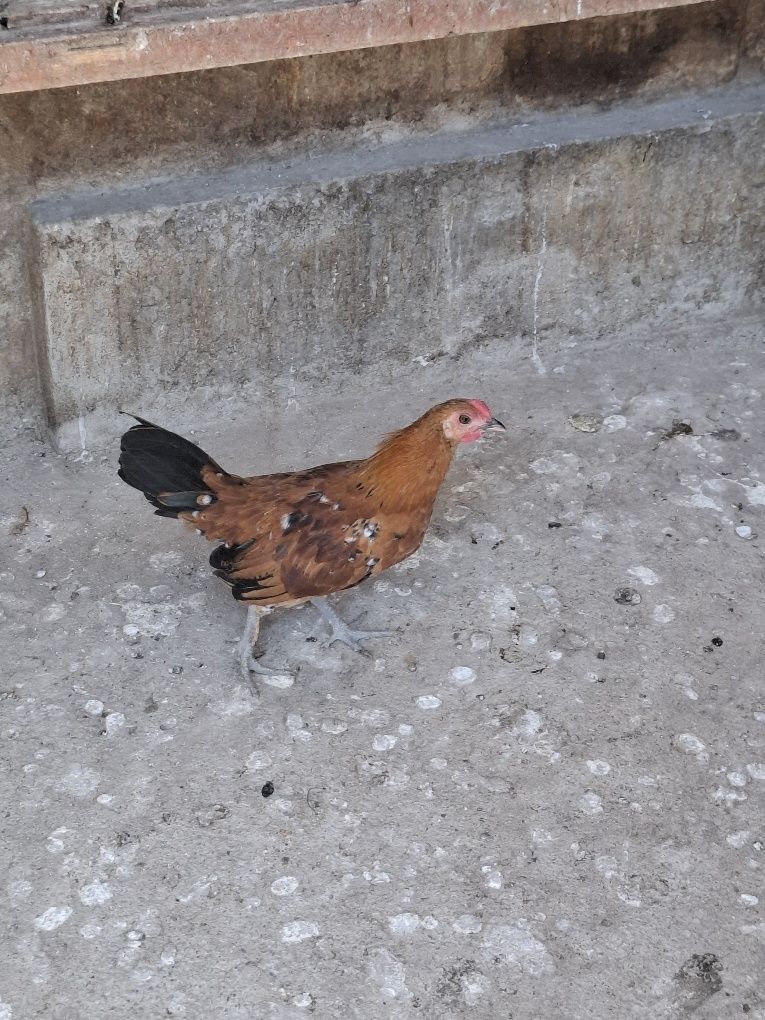 Vând doi cocoși rasă pitica