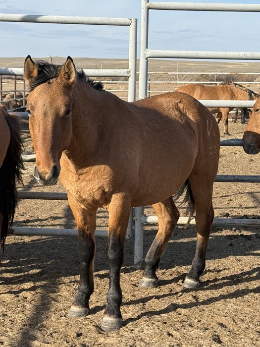 Айғыр айгыр жеребец