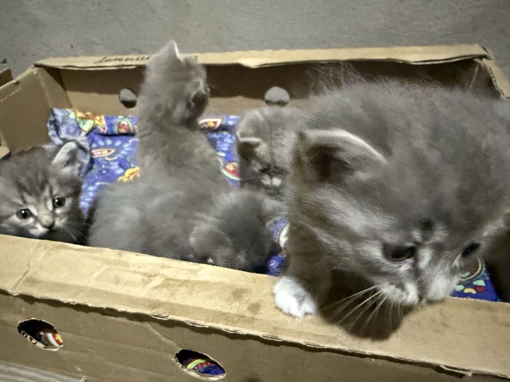 Котята , бесплатно