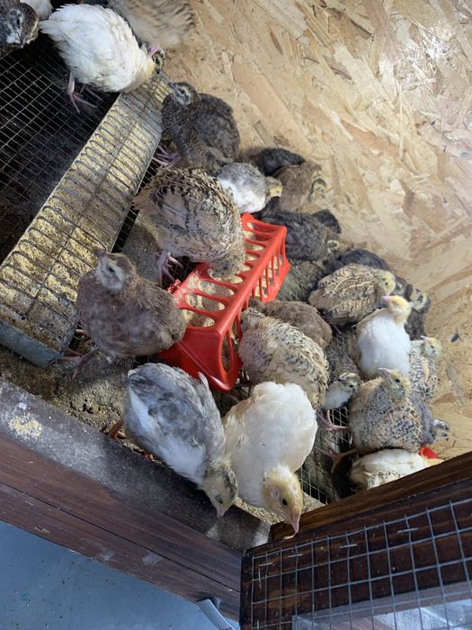 Oua si Pui Prepelita  celadon polar jumbo