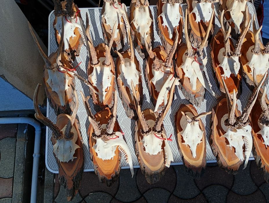 Coarne căpriori pe panoplie