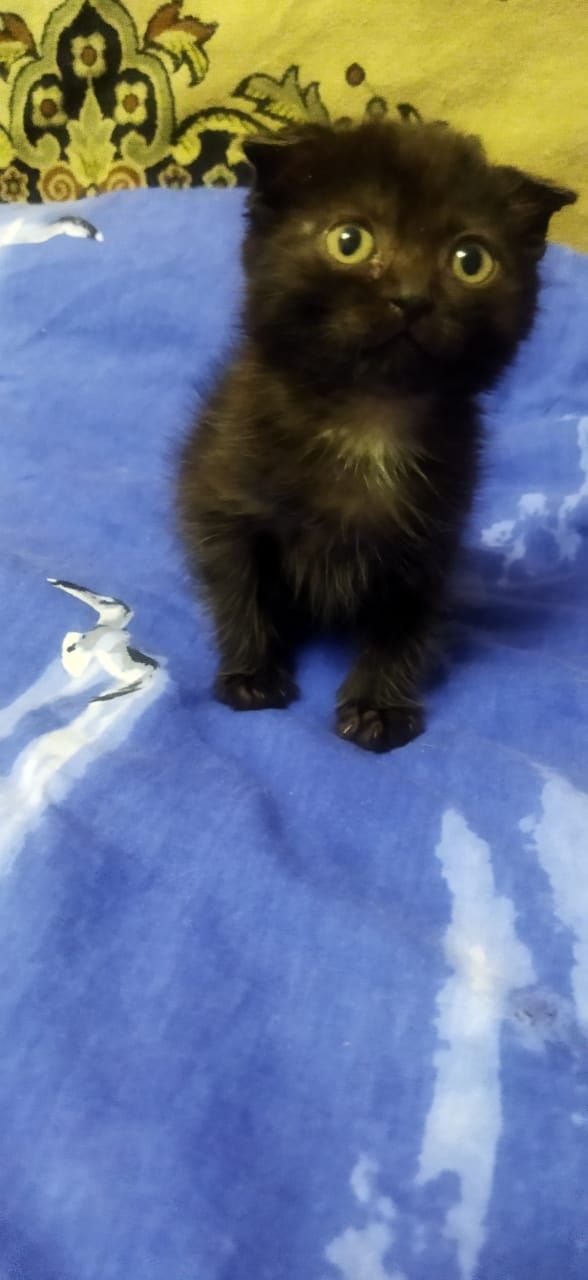 Отдать котёнка, девочка!