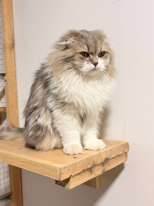 parodniy soglom mushuklar