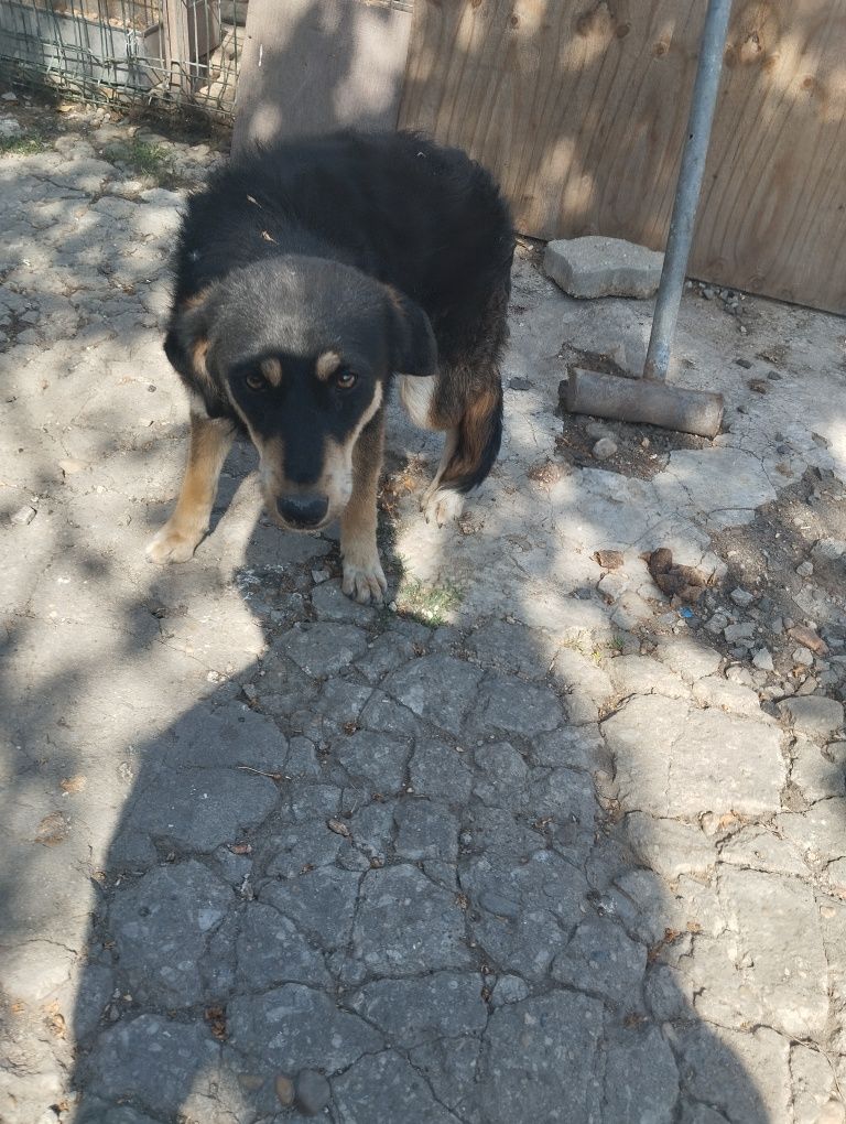 Ofer  gratuit  Cațelusă