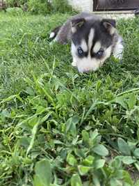 Pui Husky Siberian