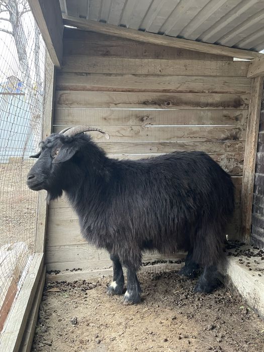 Ешки сатылады жаксы семиз