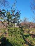 Brad argintiu viu cu radacina din gradina aprox H 2-2.3m Ornamental