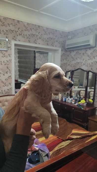 Щенок кокер спаниель