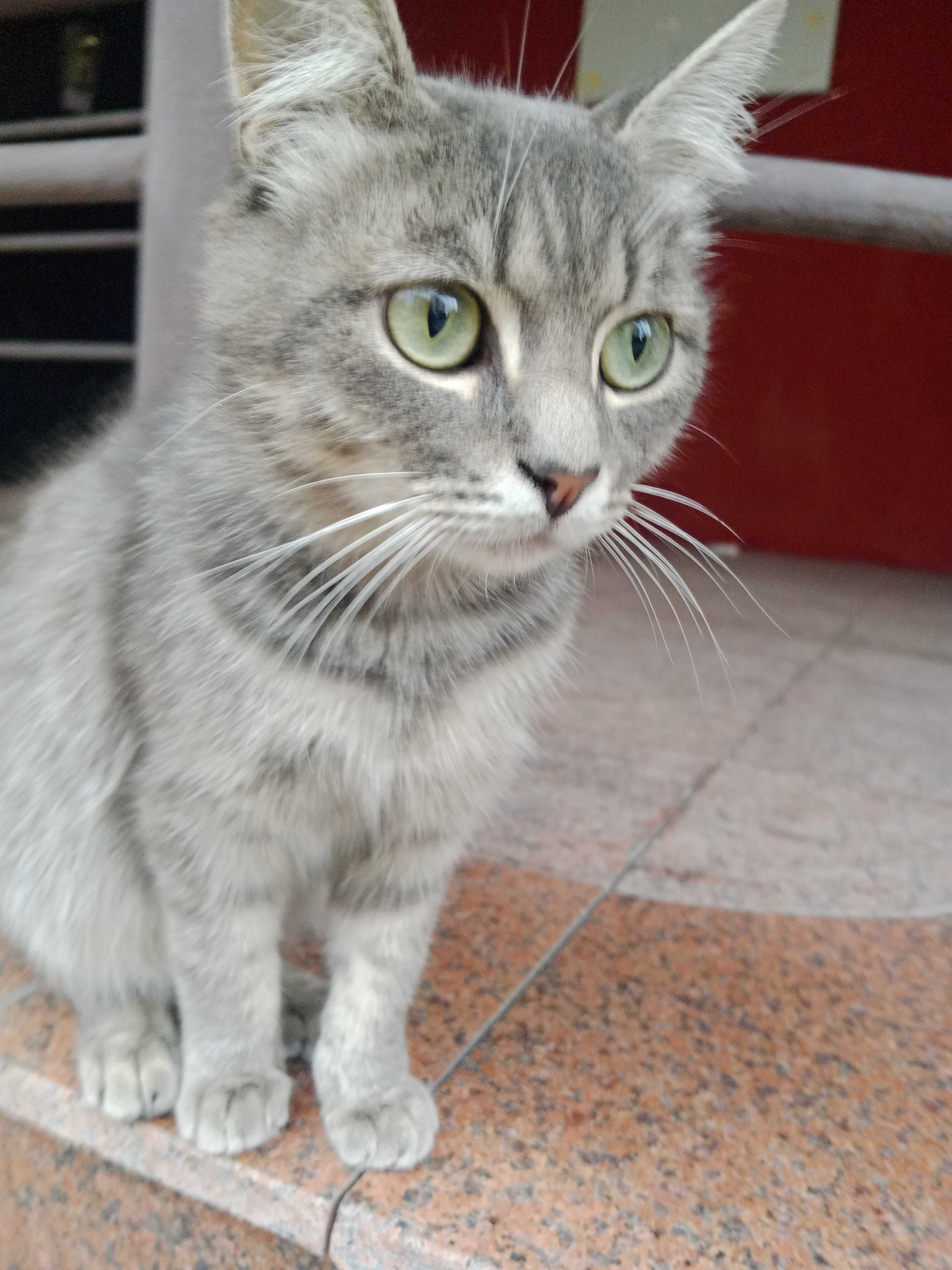 Красивейший котик в добрые руки