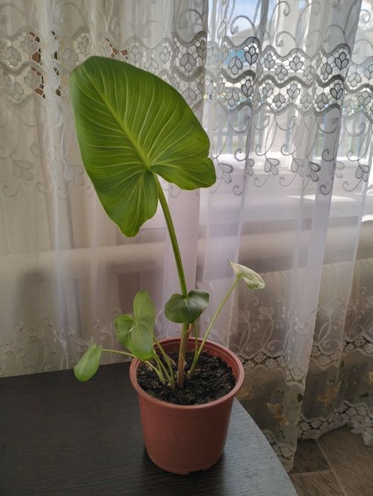 Продам комнатный красивый цветок Каллу