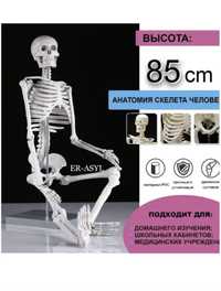 Анатомическая модель "Скелет человека на подставке" (85 см)