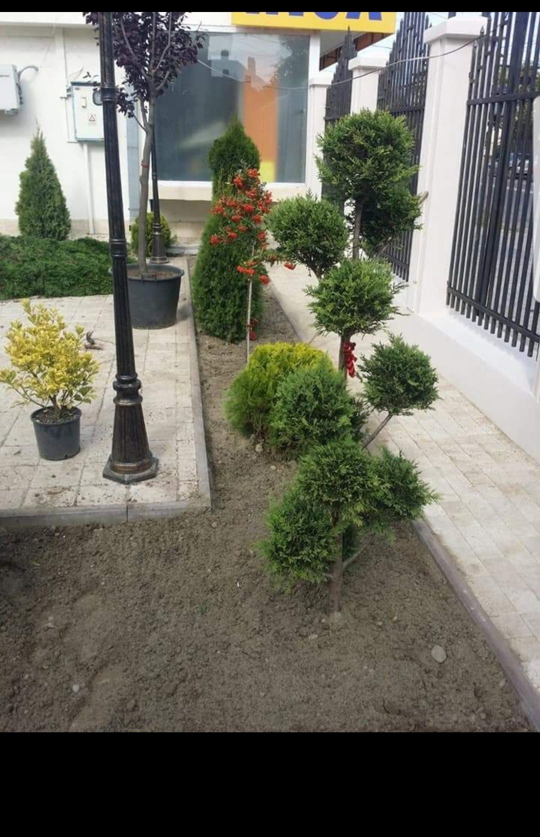 Tuia smaragd leylandii brazi spirale pon magnoli mesteacăn tei etajate