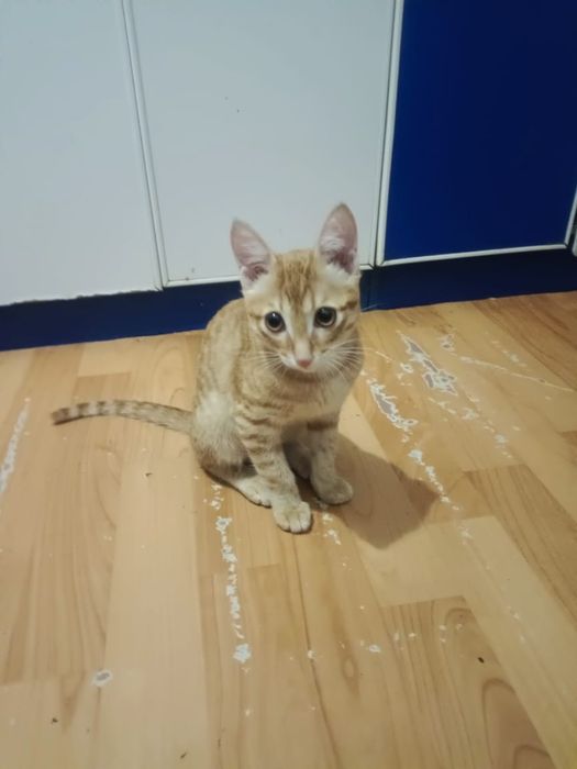 Отдам котенка в хорошие руки