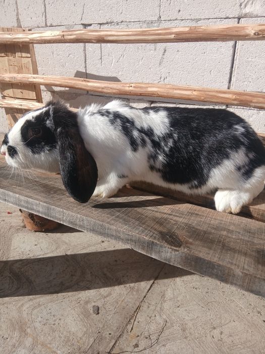 Vând doua iepiroaice