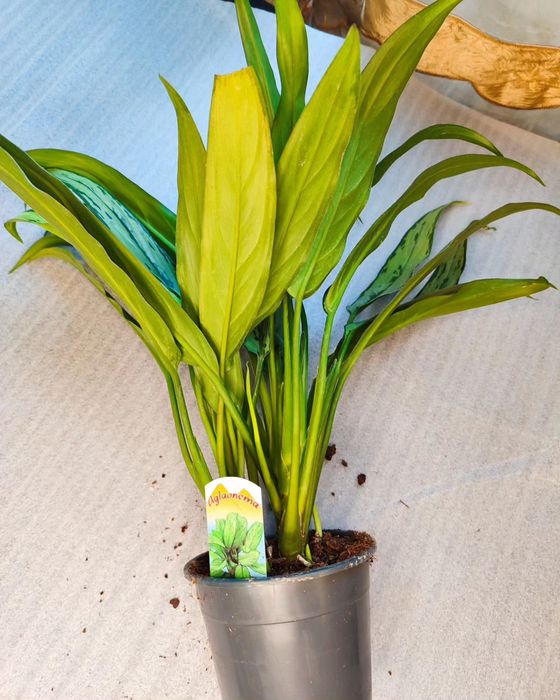 Комнатные растения в ассортименте