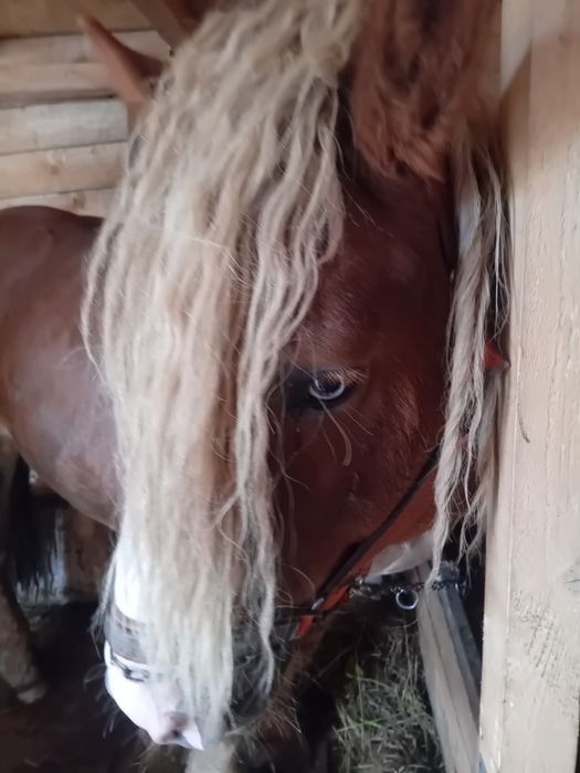 Vând harmasar de 4 ani