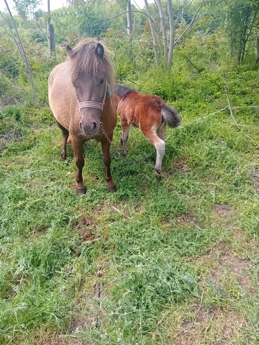 Poneita și pui de vanzare